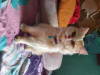 Chailo persian cat